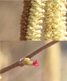 Haselnuss - männliche und weibliche Blüten